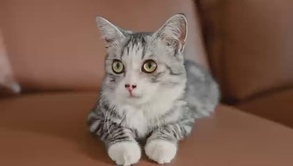 Arenero Inteligente Automático Para Gatos con Aplicación Celular